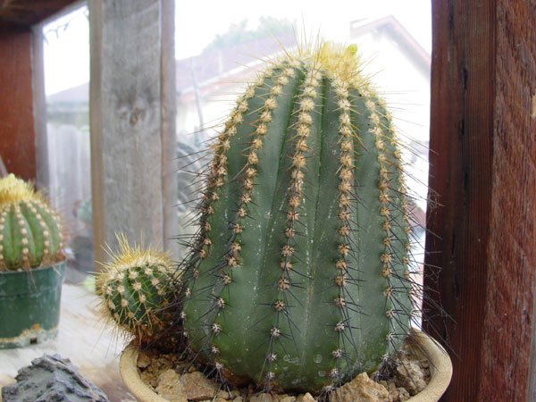 Coleocephalocereus_aureus_1